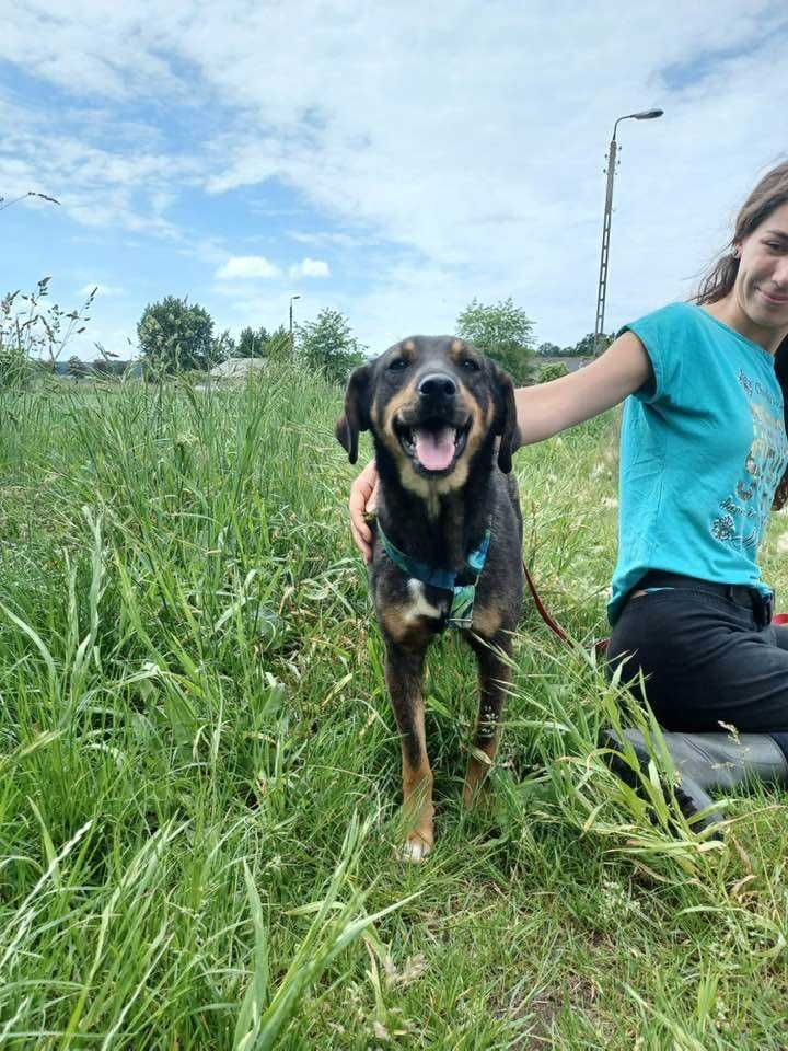 Szaruś - niewidoczny słodziak szuka nowej rodziny ADOPCJA