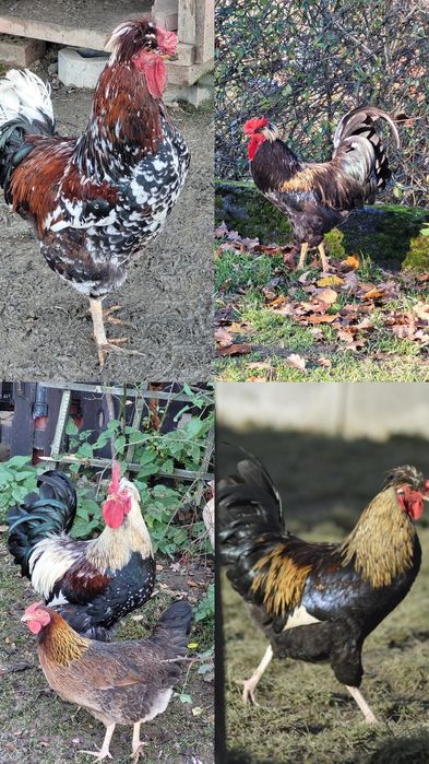 Jaja lęgowe , jajka lęgowe , mixsy