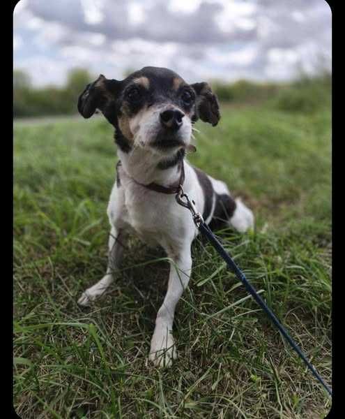 Tosia poleca się do adopcji