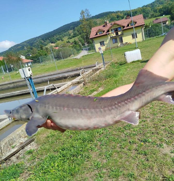 Sprzedaż świeżych ryb hurt/detal Jesiotr