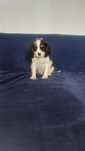 Cavalier king charles spaniel szczeniak szczeniaki PIESEK