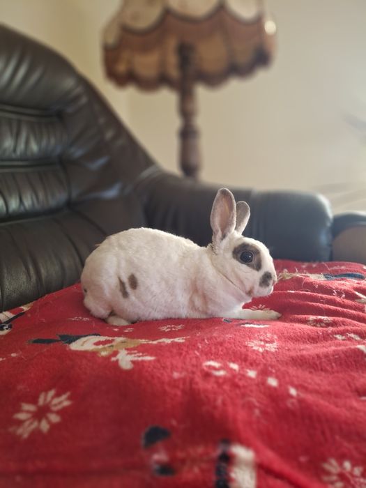 Samiczka rex karzełek oswojona bardzo grzeczna