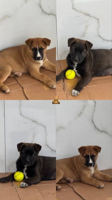 Собачки в пошуках родини