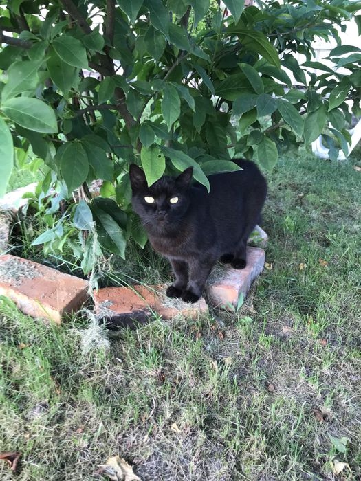 Віддам кота в добрі руки!