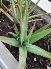 Aloe Vera (Babosa) cato