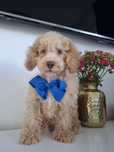 Piesek maltipoo F1 Mini