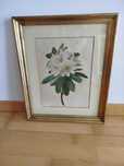 Quadro Antigo com belíssima Gravura