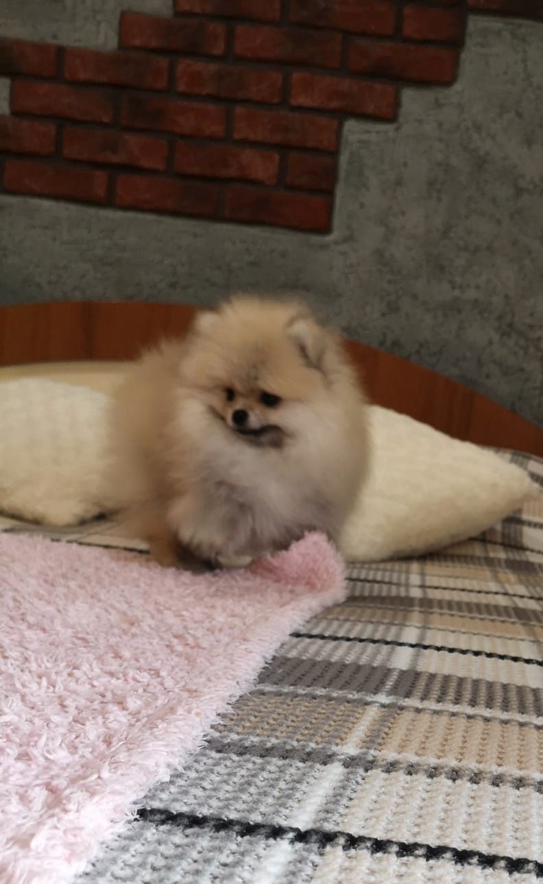 Szpic miniaturowy pomeranian
