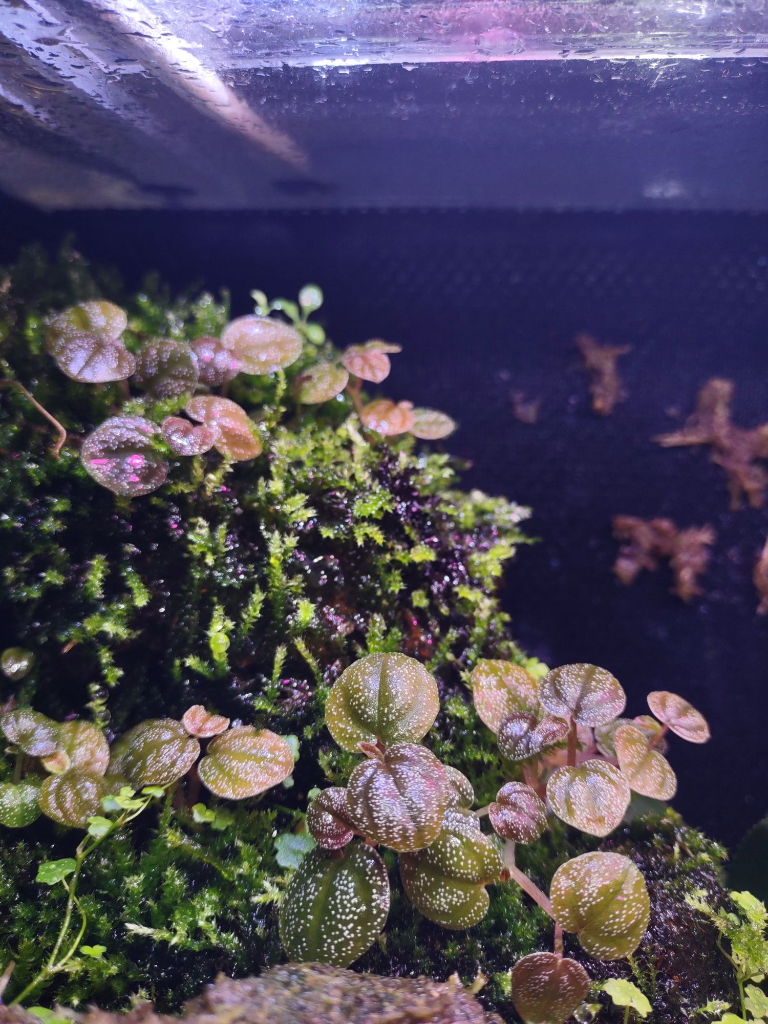 Peperomia antoniana roślina terrarium