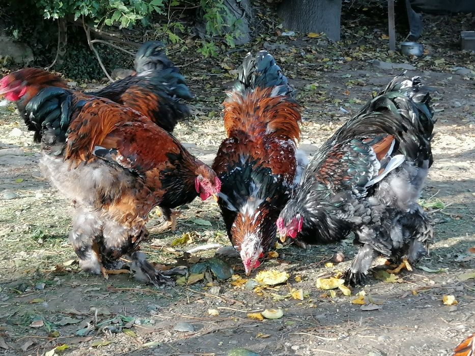 Brahma koguty porcelanowe