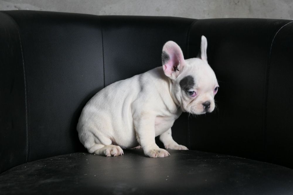Buldog francuski aktualne