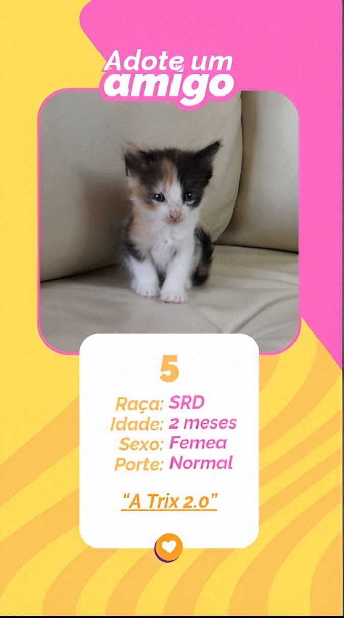 Gatinhos bebés para adoção responsável – 8 disponíveis