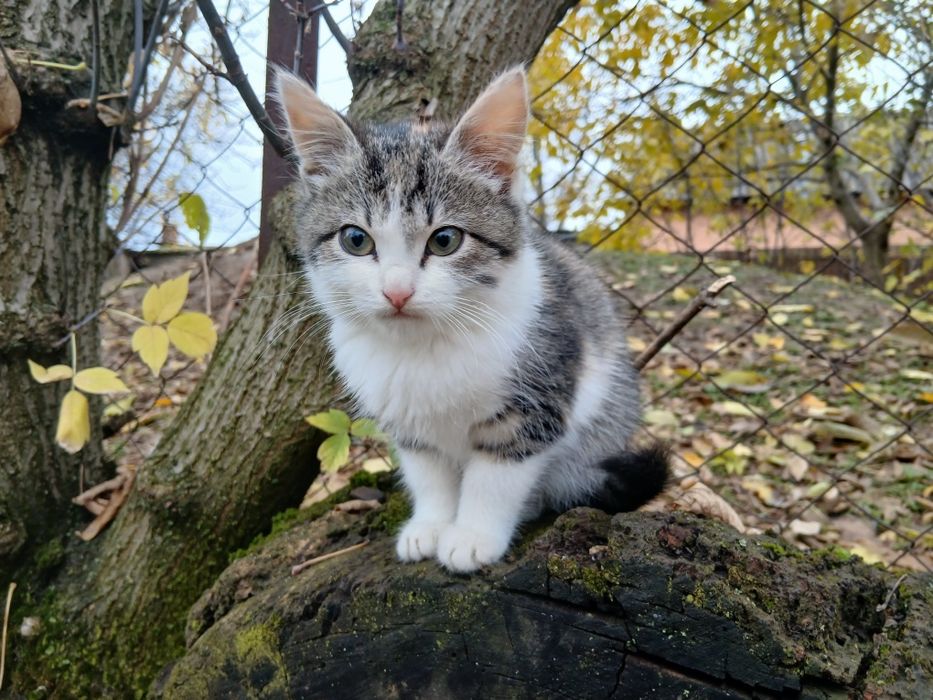 Девочка, 6 месяцев