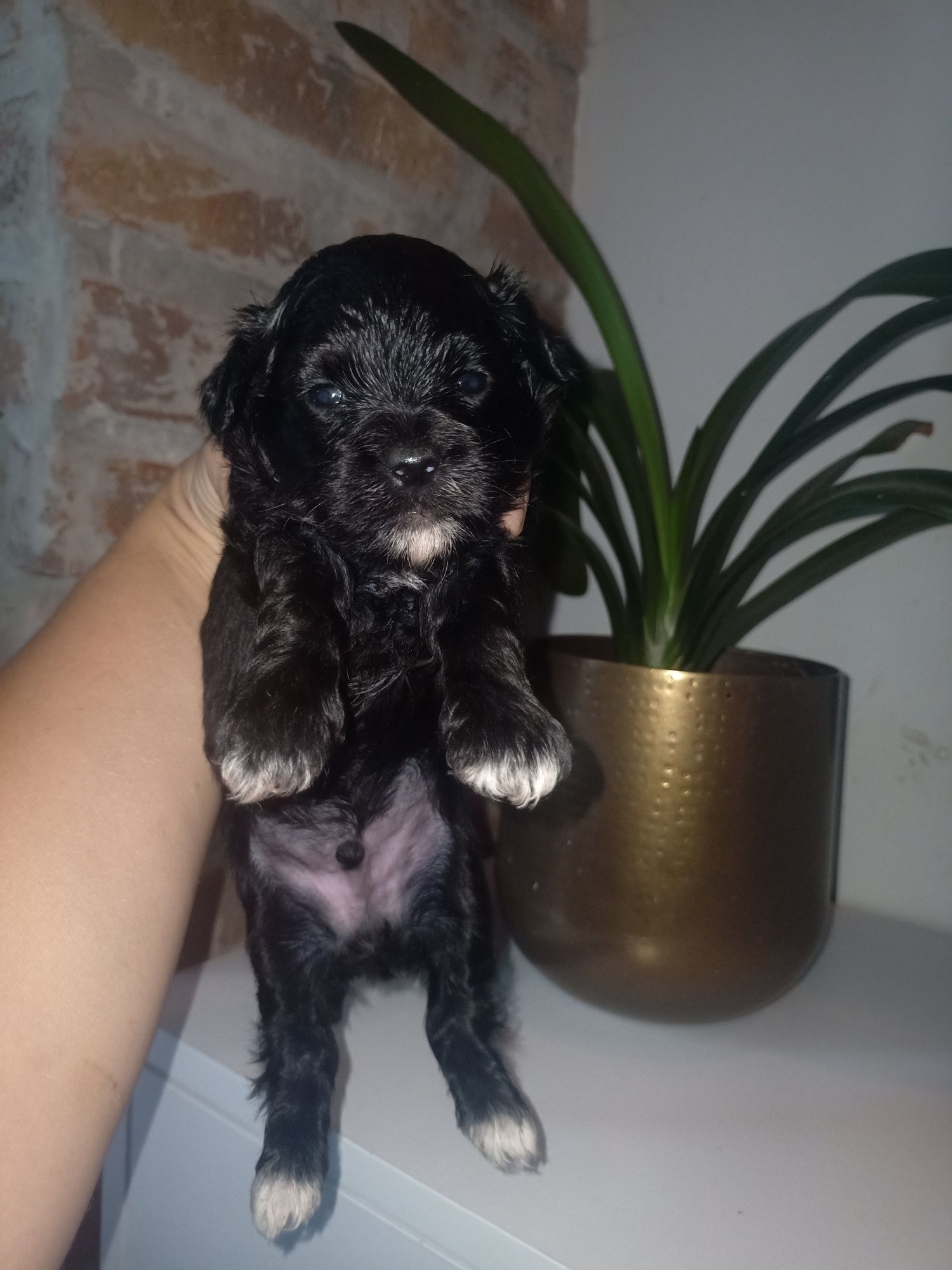 Shihpoo wyjątkowy