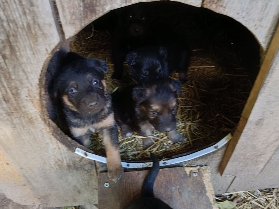 Oddam pieski mieszanice, mama owczarek niemiecki, ojciec duży rasa