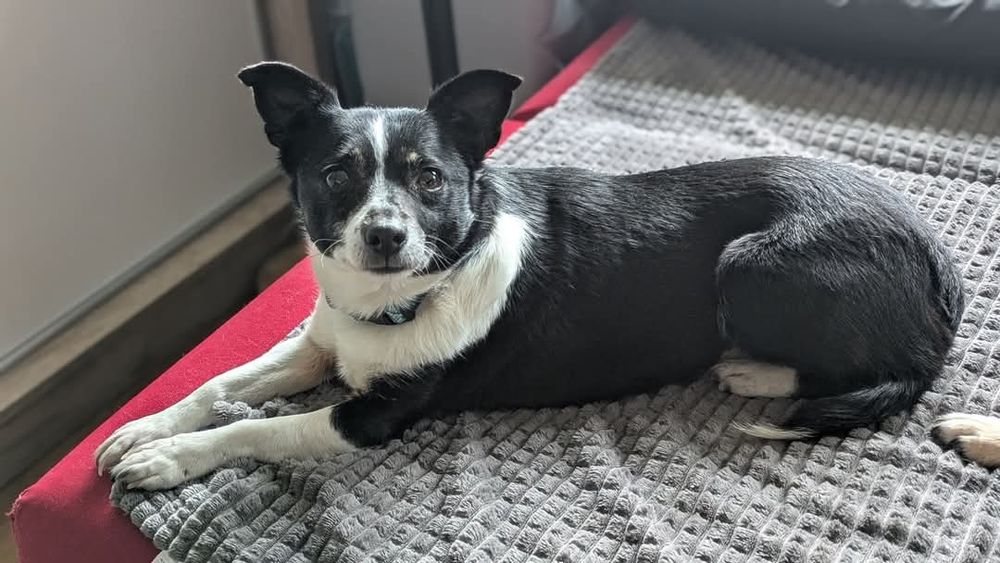 Psiotka - mała delikatna sunia do adopcji