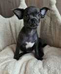 Niebieski piesek Chihuahua
