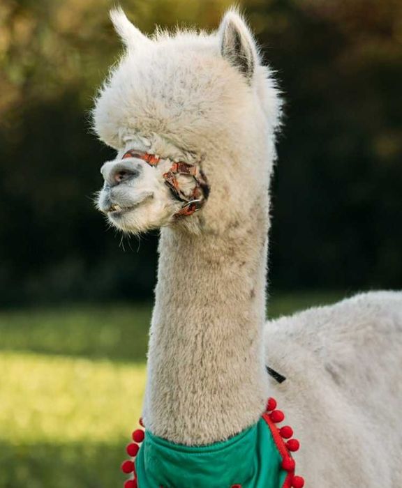 Alpaka - samiec Huacaya.