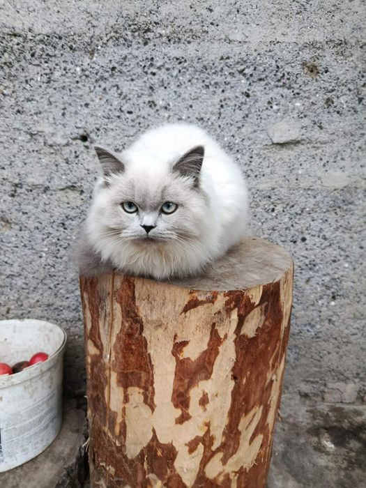 Породиста кицька