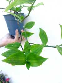 Planta Tradescantia fluminensis