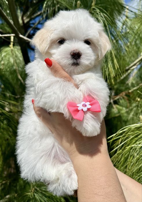 Малишка Мальтезе  міні