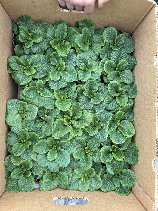 Примула махрова та звичайна