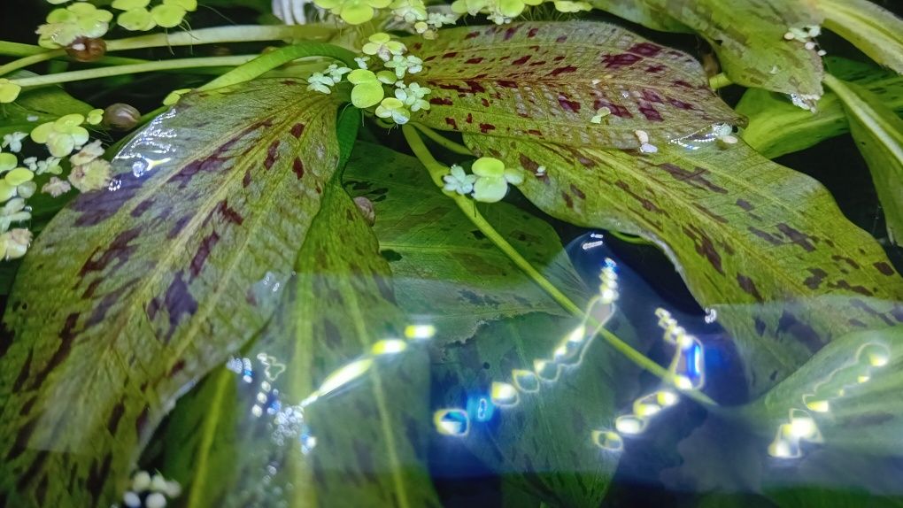 Echinodorus Red Flame