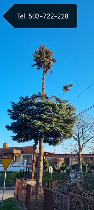 Wycinka, przycinka drzew, pielęgnacja, usługi rębakiem