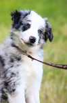 Willow cudny border collie. FCI ZKwP
