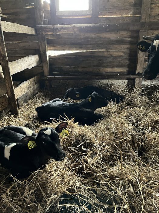 Sprzedam byczki i jalowki