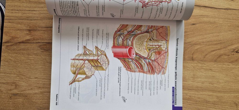 Atlas anatomii człowieka Netter angielskie mianownictwo