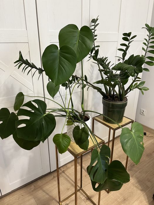 Kwiaty doniczkowe, monstera, zamiokulkas, stoliki