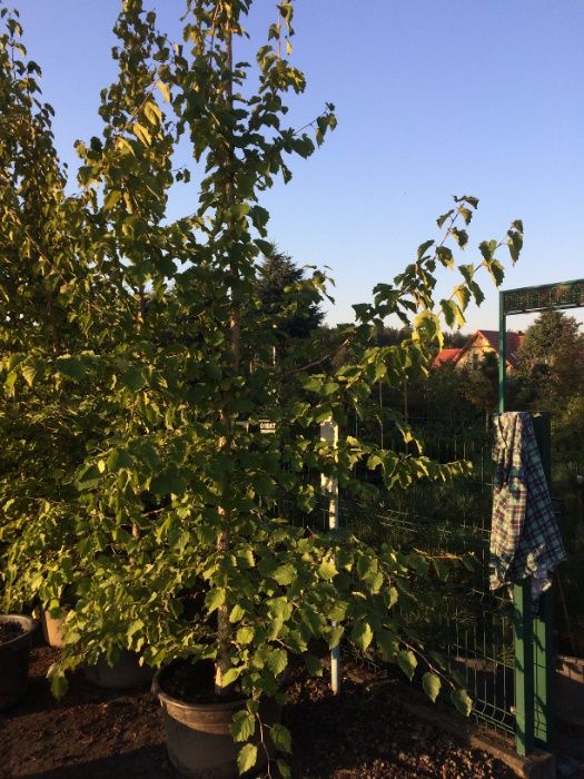 Orzech Laskowy Leszczyna Turecka 300cm 'Corylus Colurna'