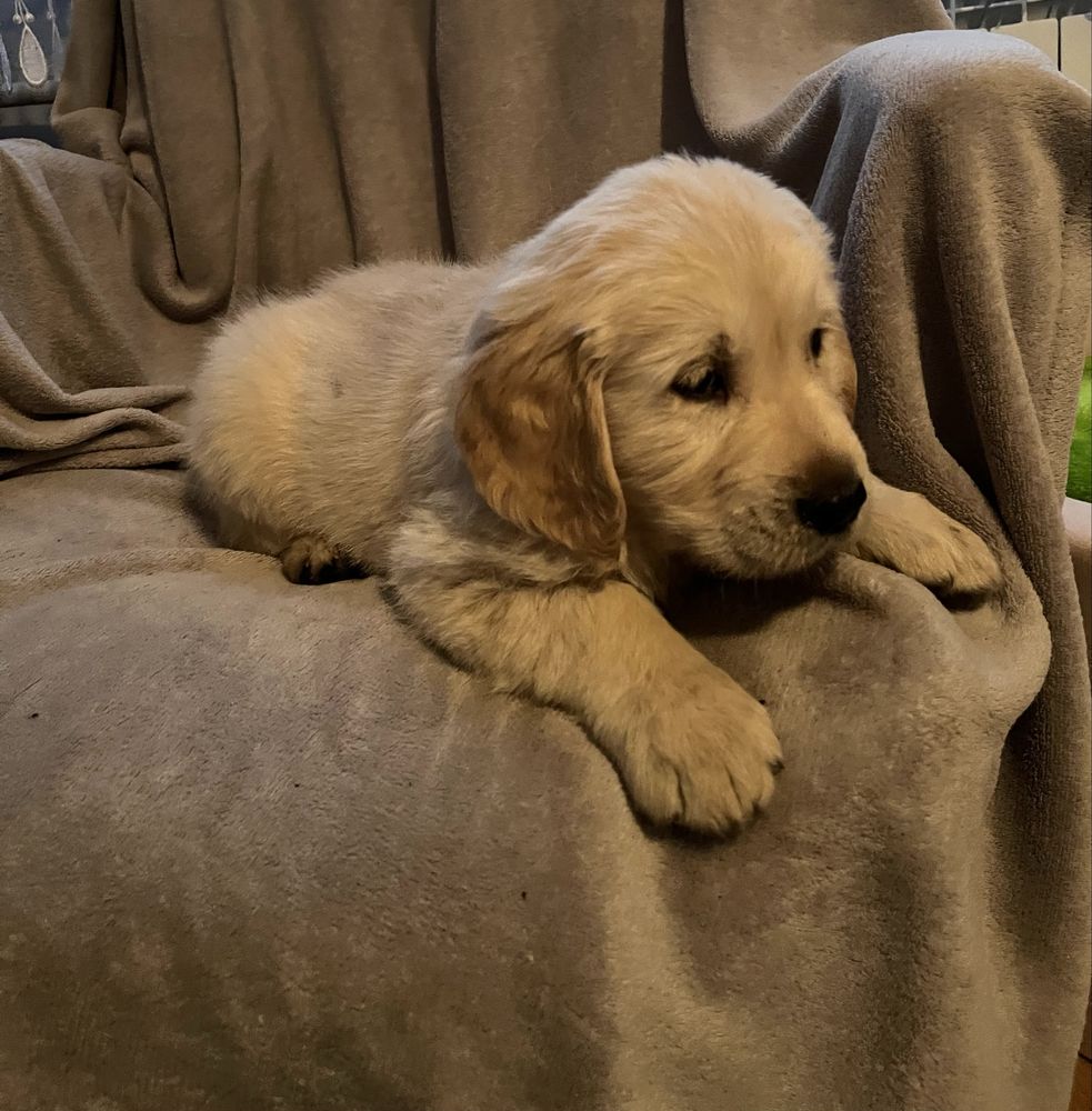 Szczenię Golden Retriever GOTOWE DO ODBIORU
