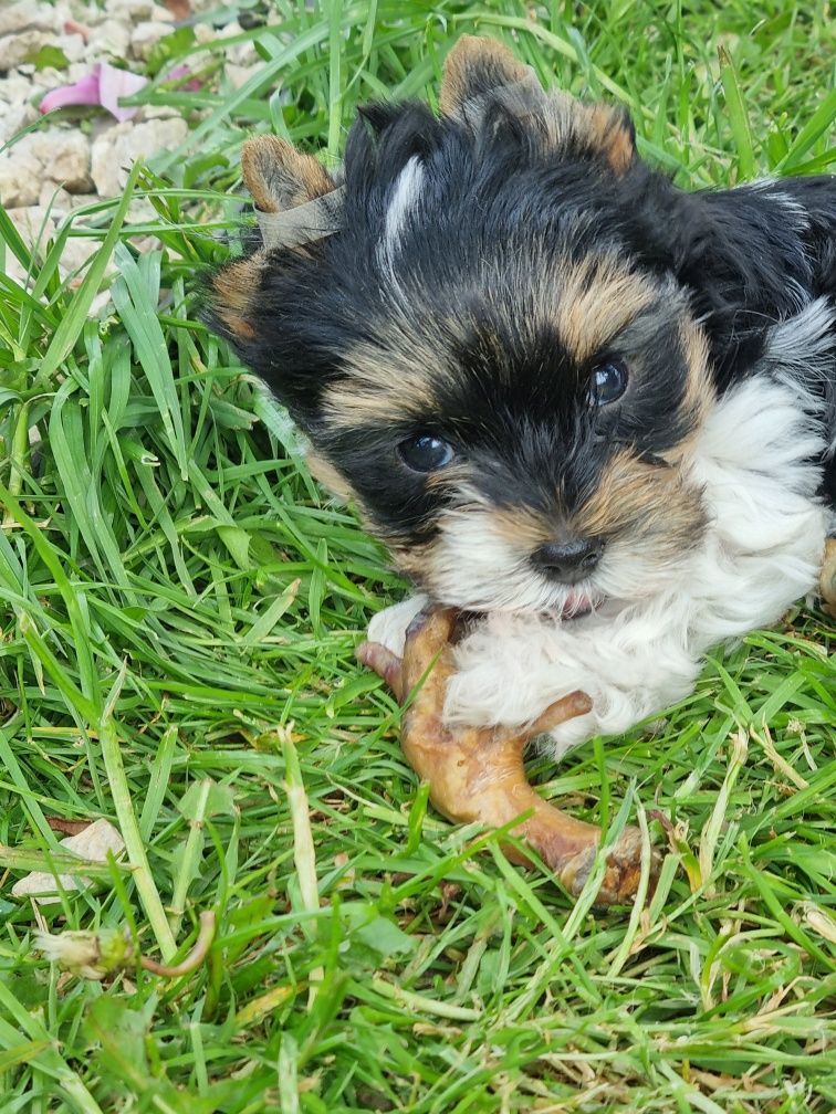 Suczka Yorkshire Terrier Biewer