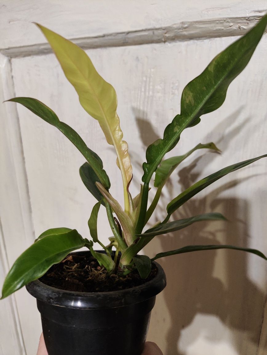 Philodendron ring of fire var mutation