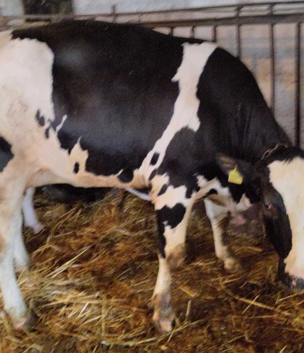 Jałówka wysokocielna hf wysoka wydajność matki. Stado z pod oceny.