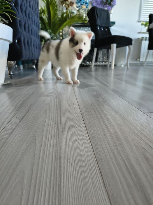 Suczka Atena łajka jakucka FCI umowa wyprawka chip po pięknej parze