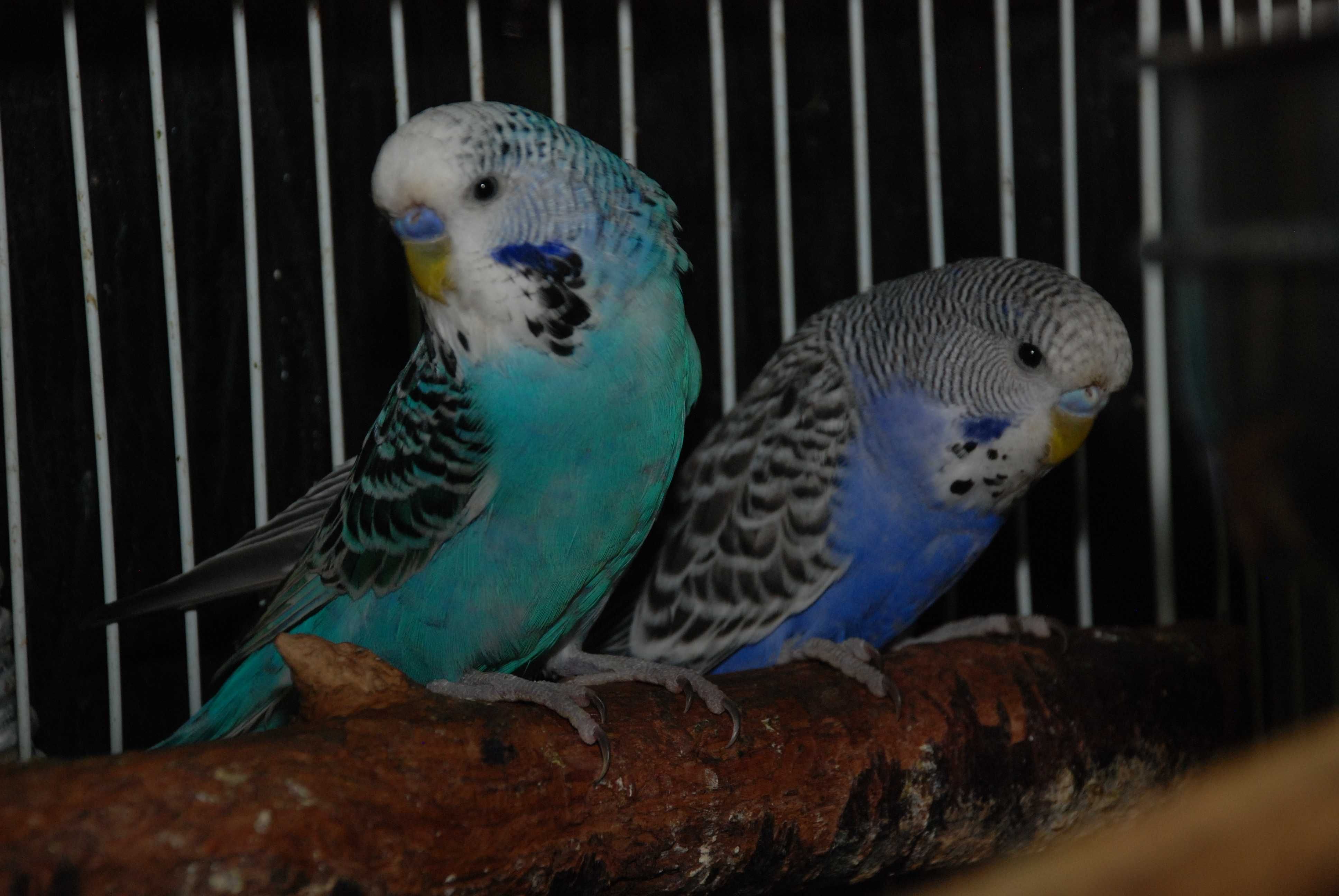 Выставочный попугай - птички чехи разного возраста