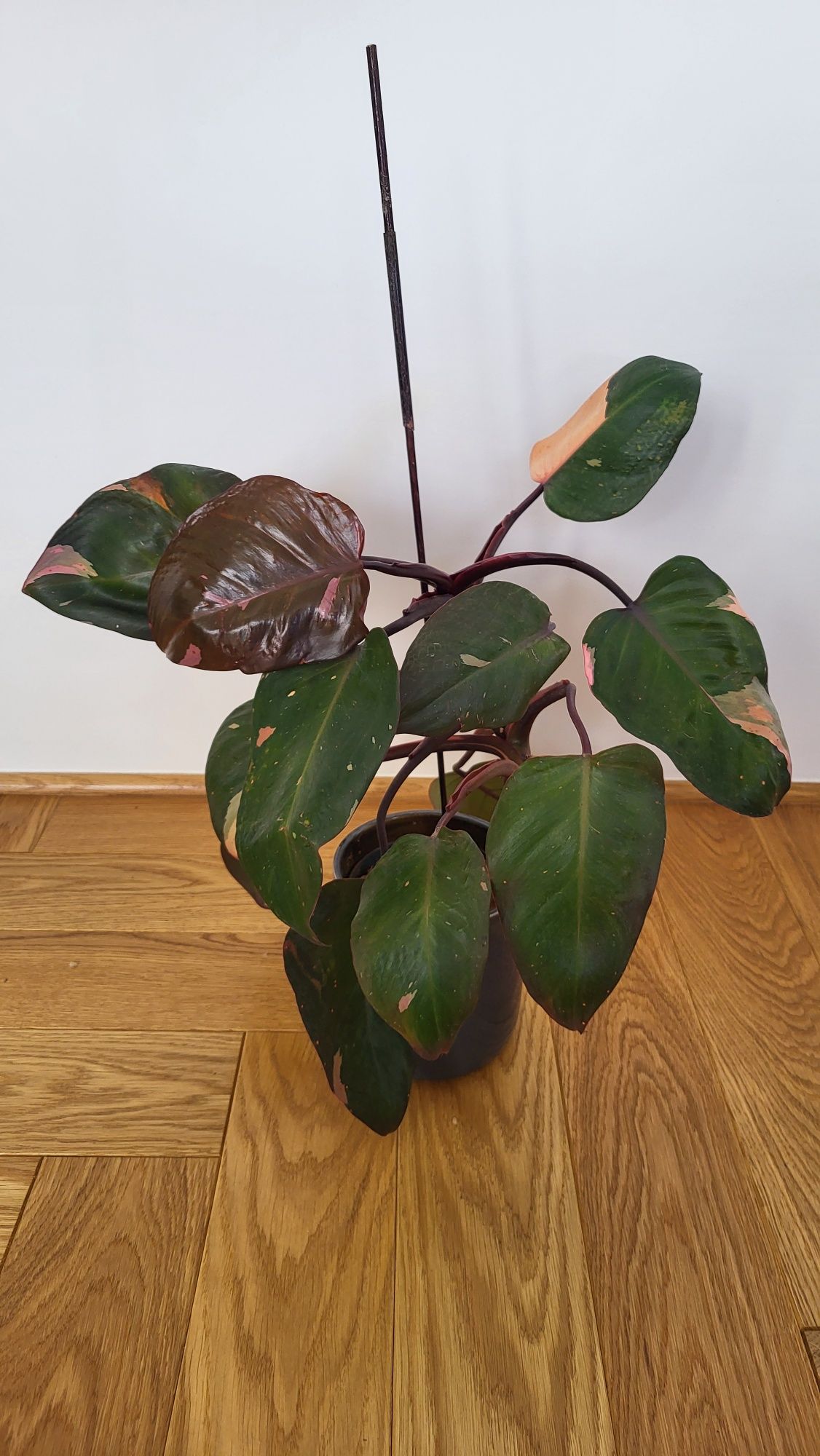 Philodendron pink princess