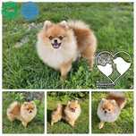 Piesek szpic miniaturowy pomeranian ZKwP FCI 6 miesięcy
