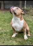 American bully 3 letnia sunia