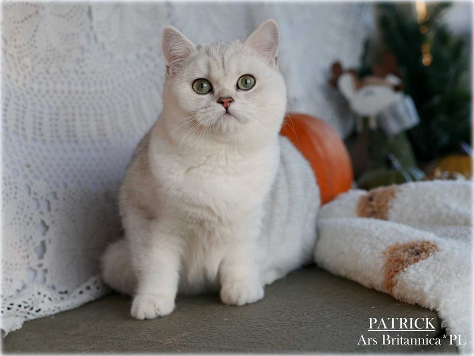 Srebrny szynszylowy kocurek brytyjski o misiowym futerku BRI ns 12