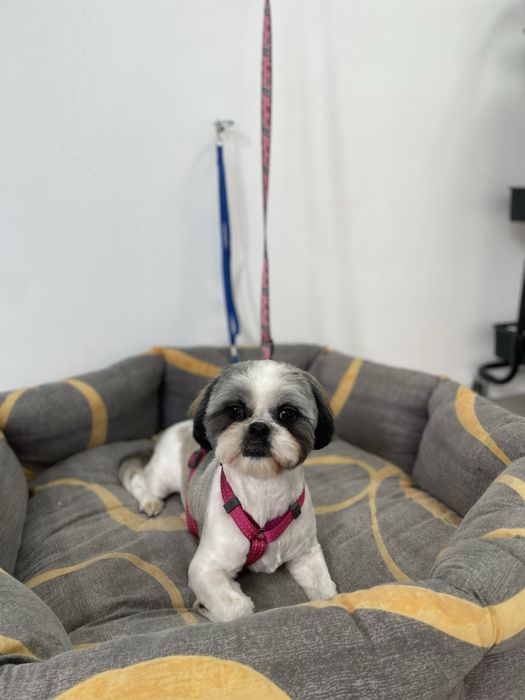 Стрижка собак | грумінг котів | тримінг | Шевченківський р-н