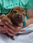 Szczeniak shar pei z rodowodem