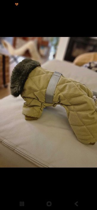 Sprzedam ibranko rozmiar s , m chihuahua