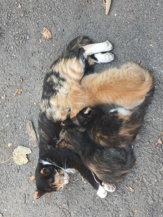 Кошеня в добрі руки з доставкою по Хмельницькій області