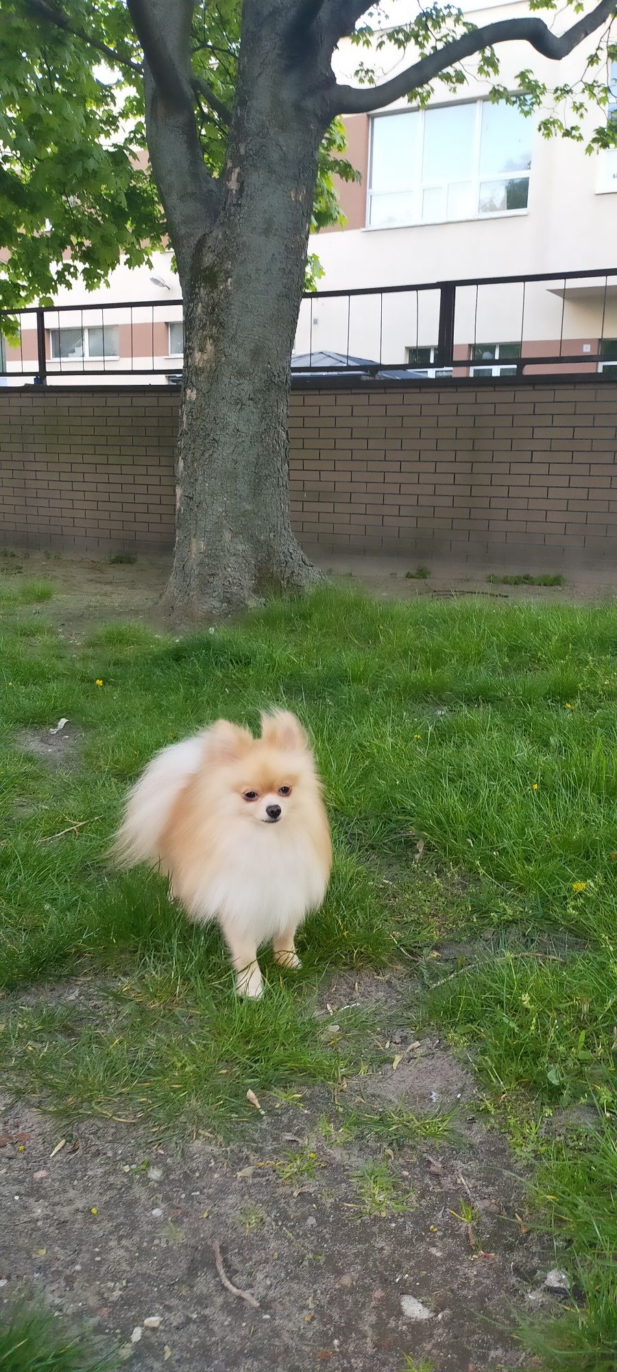 Szpic Miniaturowy Pomeranian Reproduktor