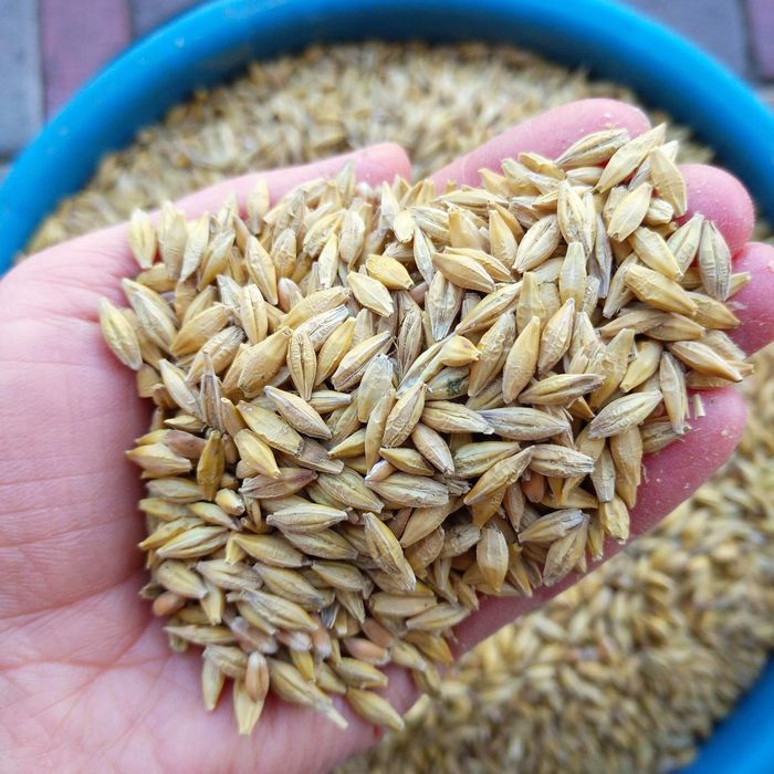 Продам зерно пшениці до 2-х.т. ДОСТАВКА пшеница ячмень ячмінь кукурудз