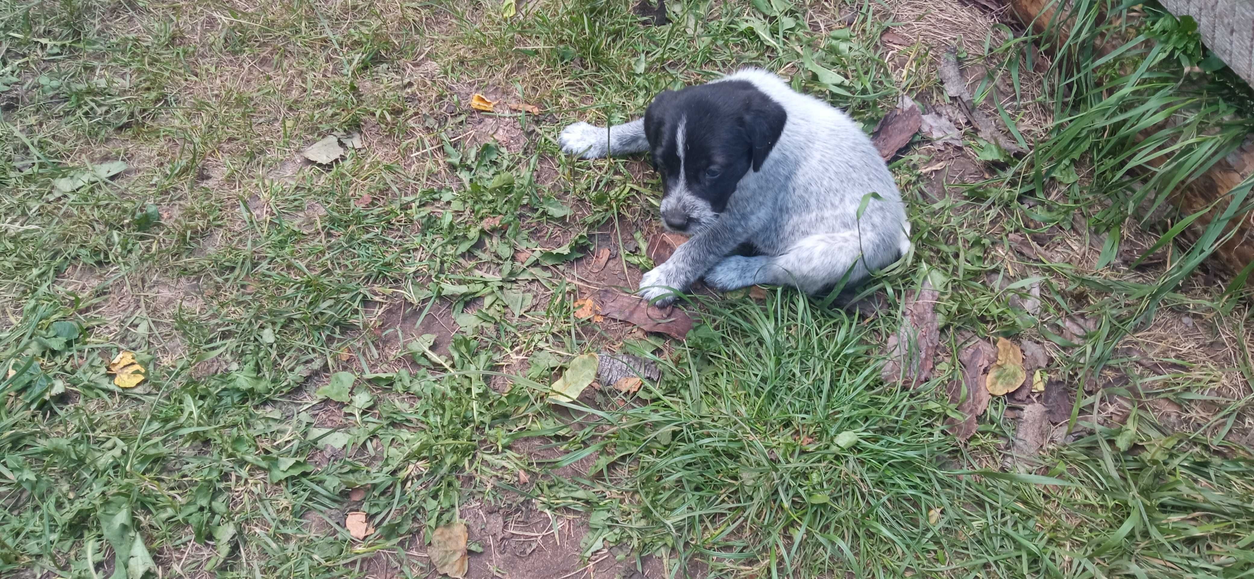 Oddam szczenięta w dobre ręce
